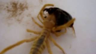 Camel Spider vs Large Beetle IRAQ Lunch time [upl. by Gina]