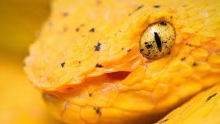 Ferdelance Bothrops asper Eyelash Pit Viper Bothriechis schlegelii snakes of Costa Rica [upl. by Kitti]