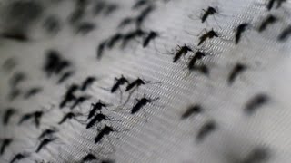 What is the Zika virus [upl. by Featherstone]