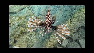 Lionfish Pterois miles  Λεοντόψαρο [upl. by Llen]