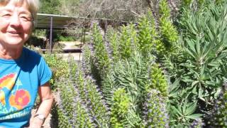 The Pride of Madeira  Echium Fastuosum [upl. by Nadual]