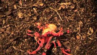 Timelapse Aseroe rubra emerging [upl. by Eynobe489]