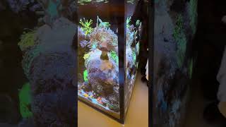 10 Gallon Innovative Marine NUVO Coral Reef Tank Update [upl. by Hcelemile72]