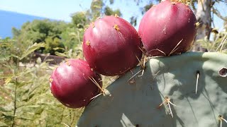 Wheel cactus with giant tasty fruit Opuntia robusta [upl. by Oflunra]