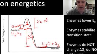 Enzyme energetics [upl. by Emmit464]