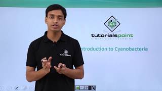 Class 11th – Cyanobacteria – Introduction  Biological Classification  Tutorials Point [upl. by Forras]