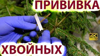 Прививка хвойных Прививки ели сосны  советы [upl. by Nrol]