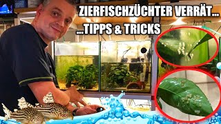 Zierfischzüchter Christian Vetter verrät Tipps amp Tricks bei der Zucht [upl. by Ameer]