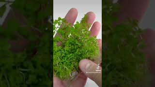 Lysimachia Nummularia Creeping Jenny  Aquarium Plants Factory aquariumplantsfactory reels short [upl. by Vargas]