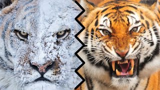 Bengal tiger vs Sumatran tiger किसकी होगी जीतबाघ और बाघ के बीच हुई लड़ाई में जीत किसकी होगी।🤔🙄 [upl. by Nosrac173]