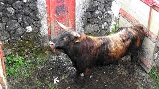 O Touro 17 Para As Touradas De Corda  Ilha Terceira Açores [upl. by Ikceb]