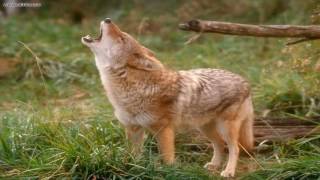 15 minutes of coyote sounds [upl. by Akyssej]