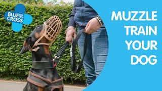 Muzzle Training Your Dog  Blue Cross [upl. by Felicia]