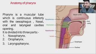 Pharynx Anatomy [upl. by Stafani]