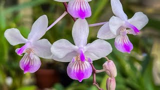 Episode 37 Phalaenopsis lindenii  my new favourite orchid [upl. by Hsilgne286]