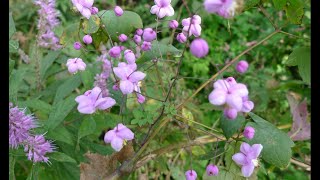 A0132 금꿩의다리 학명 Thalictrum rochebrunianum var grandisepalum 영명 Yellowfilamentous meadowrue [upl. by Styles]