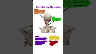 Splenius capitis muscle anatomy notes Spleniuscapitismuscle [upl. by Eignat]