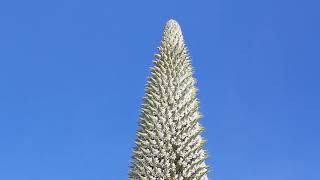 PUYA RAIMONDI EMPIEZA A FLORECER EN EL ALTO [upl. by Einahpad633]