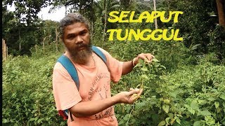 Jungle Survival Edible Food Part 4  Mikania Micrantha Selaput Tunggul [upl. by Ahsetan]