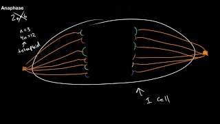 Understanding Ploidy and Mitosis at All Stages [upl. by Yddeg]