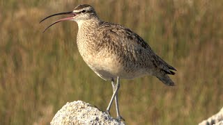 Whimbrels Whistle Calls [upl. by Matland]