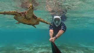 Komandoo Maldives snorkeling with Turtles at the house reef 2024 [upl. by Octavius768]