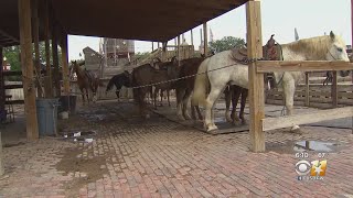 Discover DFW Horseback Riding In The Fort Worth Stockyards [upl. by Silecara]