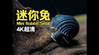 Tylomelania sp Mini  Mini rabbit snail  迷你兔 [upl. by Apple]