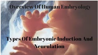 Types Of Embryonic Induction And Neurulation [upl. by Frances]