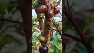 Jaboticaba plant Red hybridAamis Fruits Garden Specialtrending fruitgardenjaboticaba [upl. by Pasquale]