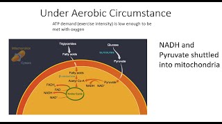 Metabolism Part 5  Aerobic Slow Metabolism Part 1 KrebsCitric Acid Cycle [upl. by Rednas]