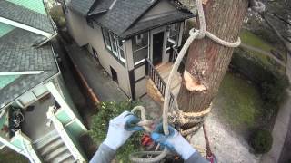 How to rig sections of trunk onto itself  Arborist Rigging techniques [upl. by Adnic953]