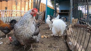 Backyard Chickens 10 Hours Relaxing Chicken Sounds Video Hens Clucking Roosters Crowing [upl. by Byrd]