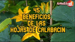 45 Beneficios de las Hojas de Calabacín [upl. by Kajdan]