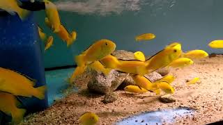 Labidochromis caeruleus Yellow [upl. by Annelg]