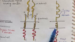 Receptor tyrosine kinase Phosphatase  RTKs serine threonine kinase  ENZYME LINKED RECEPTORS [upl. by Jacqui]