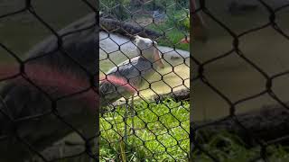 Shoebill Stork Meditating at Tampa Zoo [upl. by Nalrah]