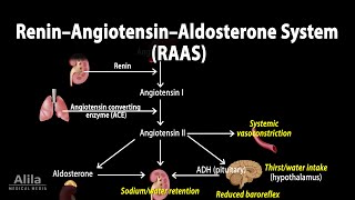 The Renin–Angiotensin–Aldosterone System RAAS Animation [upl. by Fia]