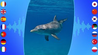 Aquatic Sounds Common Bottlenose Dolphin [upl. by Boulanger990]