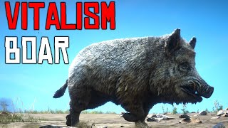 Red Dead Online Boar Vitalism Studies [upl. by Atinas646]