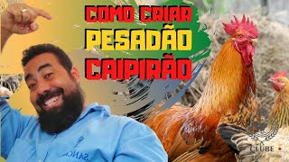 Como criar FRANGO SEMI CAIPIRA conheça NOSSOS LOTE DE PINTINHOS SEMI CAIPIRA [upl. by Kelsey]