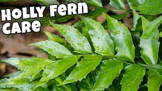 Japanese Holly Fern Care 🪴🌿 Pruning Tips and Troubleshooting [upl. by Norraa]