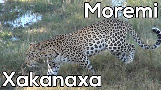 Xakanaxa  Moremi Game Reserve  Safari in Botswana [upl. by Greenburg]