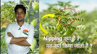 Nipping क्या है  यह क्यों किया जाता है Nipping process in Gram [upl. by Ogg51]