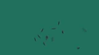 Green Screen Group of Flies Flying  Footage PixelBoom [upl. by Noitna539]