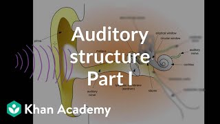 Auditory structure  part 1  Processing the Environment  MCAT  Khan Academy [upl. by Notsej]