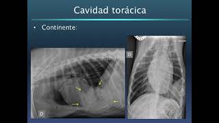 Radiología aplicada a la oncología Veterinaria [upl. by Zoltai]