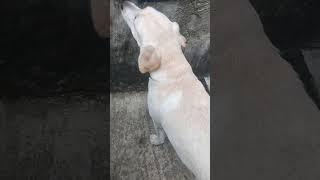 Cocodoglover labrador youtubeshorts video [upl. by Atiras]