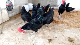 Organic Food for my Australorps  what is the Best food for Australorps [upl. by Alesiram]