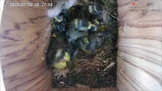 25 May PM 2023 livestream  5 chicks remaining from 11  female parent absent since 16th May [upl. by Annetta819]